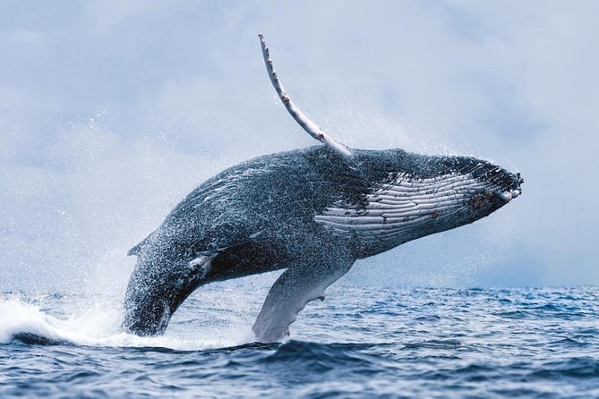 Whale Watching Tour from Reykjavik 2020