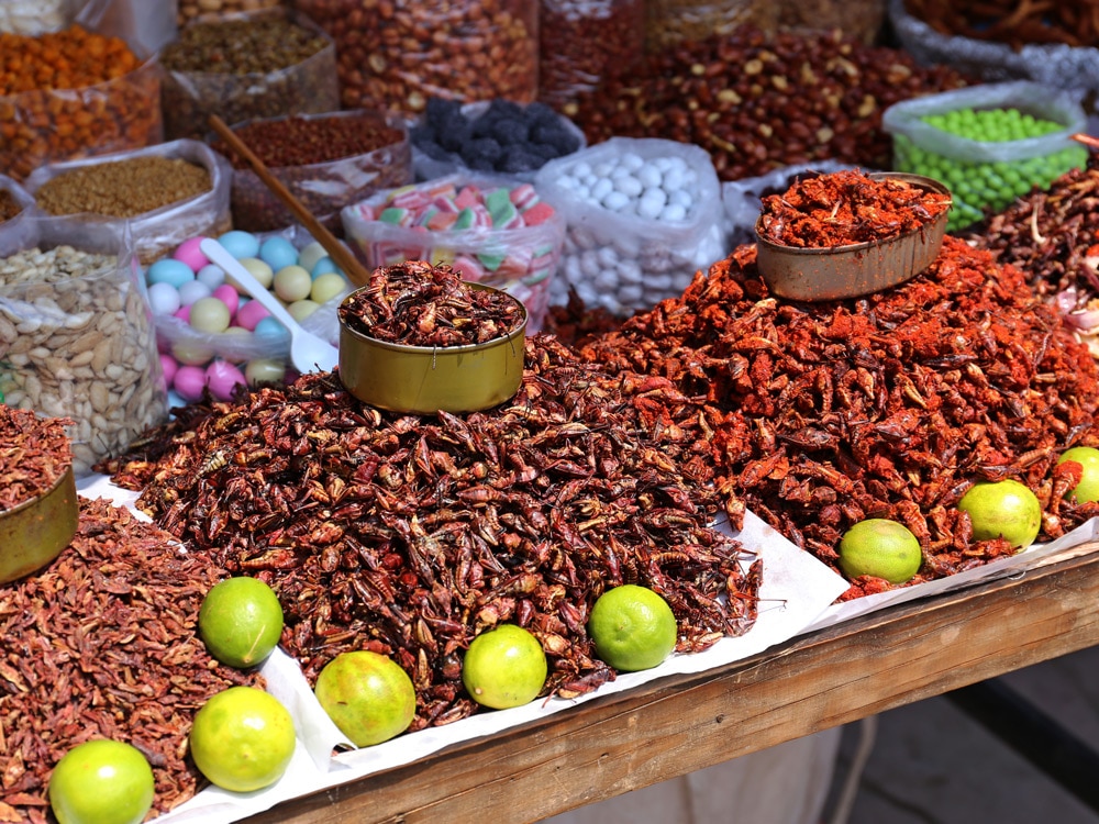 Chapulines Oaxaca Food